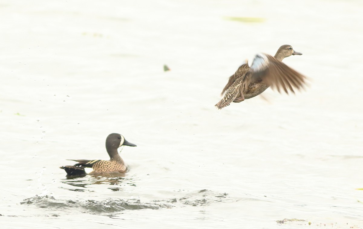 Blue-winged Teal - ML154947781