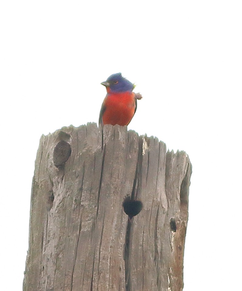 Painted Bunting - ML154948431