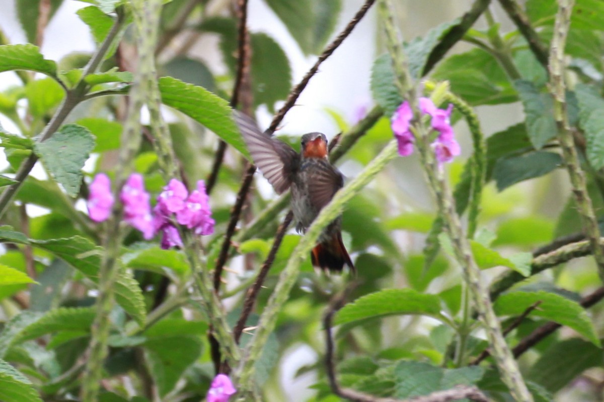 kolibřík savanový - ML154948451