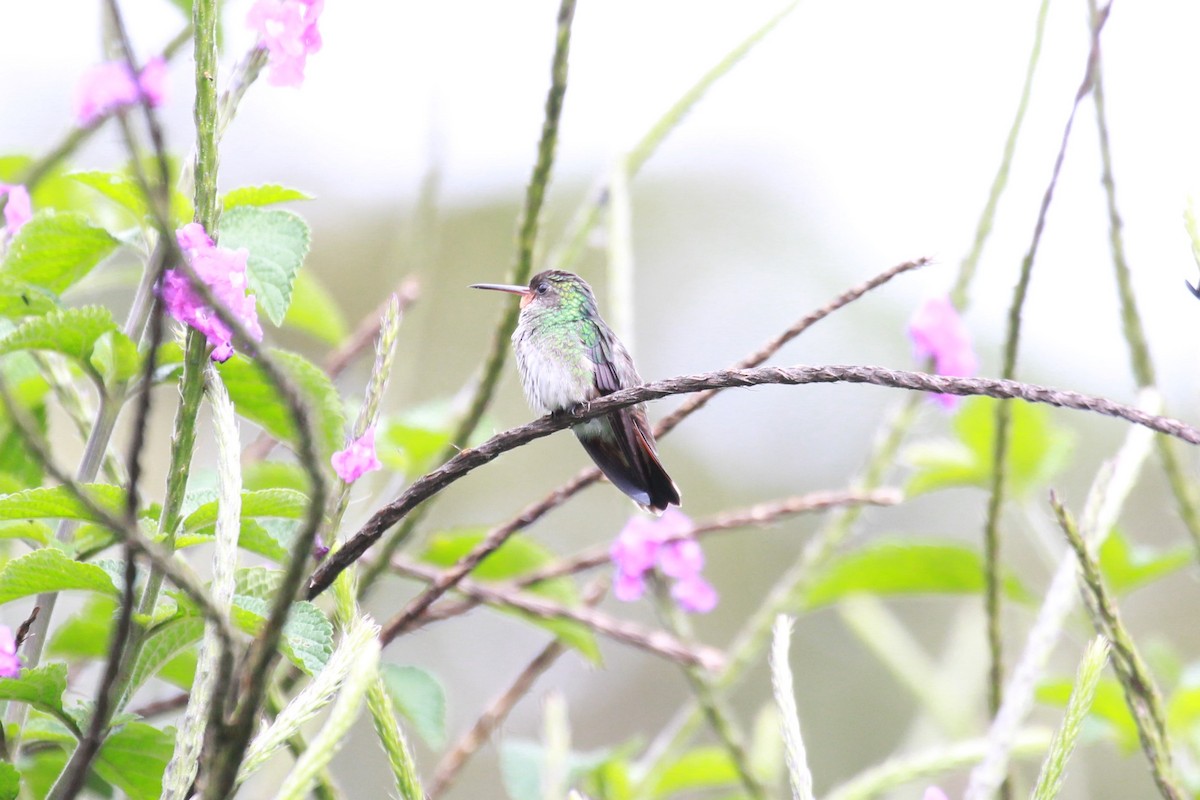 kolibřík savanový - ML154948501