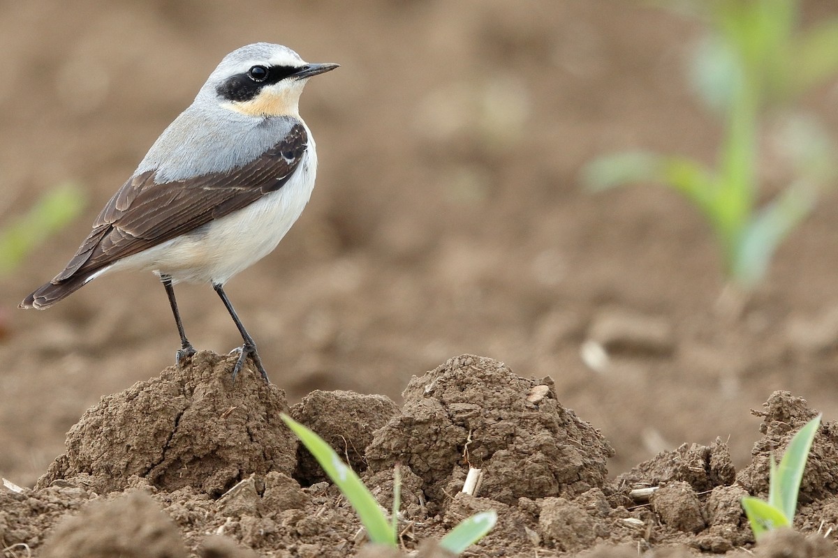Northern Wheatear - Anonymous