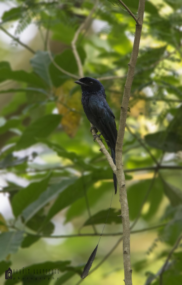 Lesser Racket-tailed Drongo - ML154956491