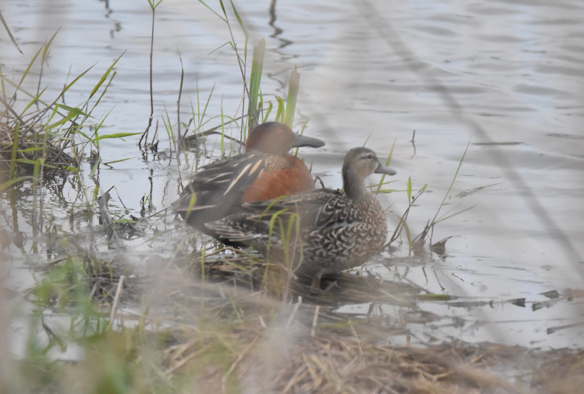 eBird Checklist 30 Apr 2019 Eagle Bluffs CA 87 species (+2 other taxa)
