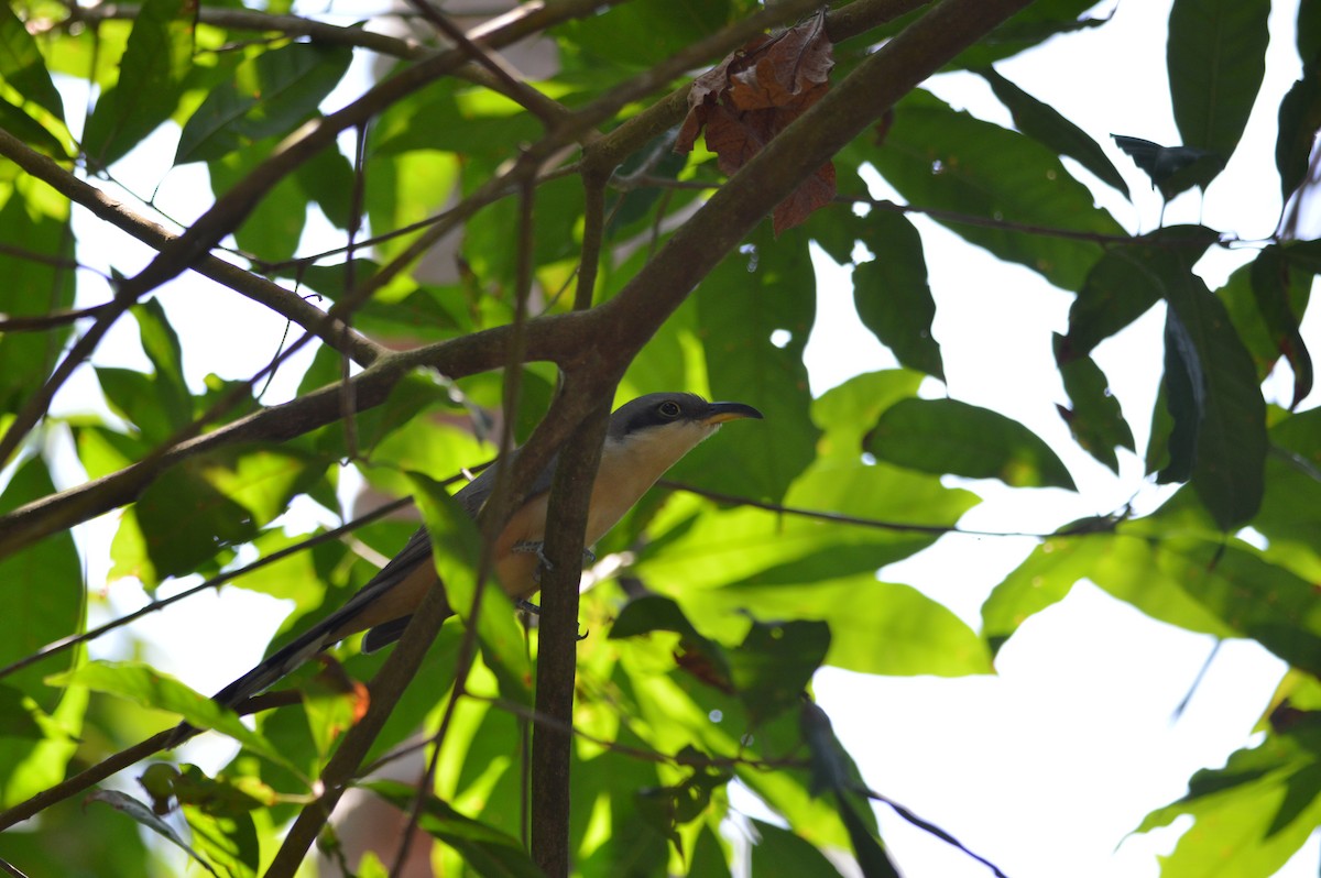 Mangrove Cuckoo - ML154958231