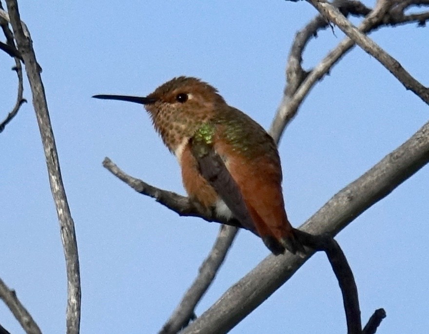 Allen's Hummingbird - ML154959451