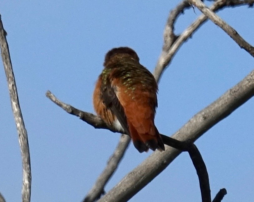 Allen's Hummingbird - ML154959501