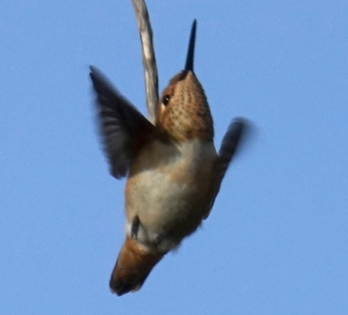 Allen's Hummingbird - ML154959531