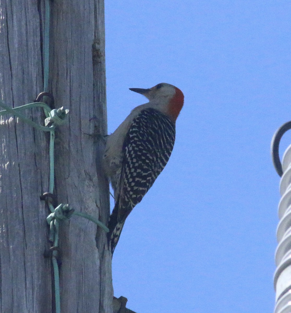 Red-bellied Woodpecker - ML154959771