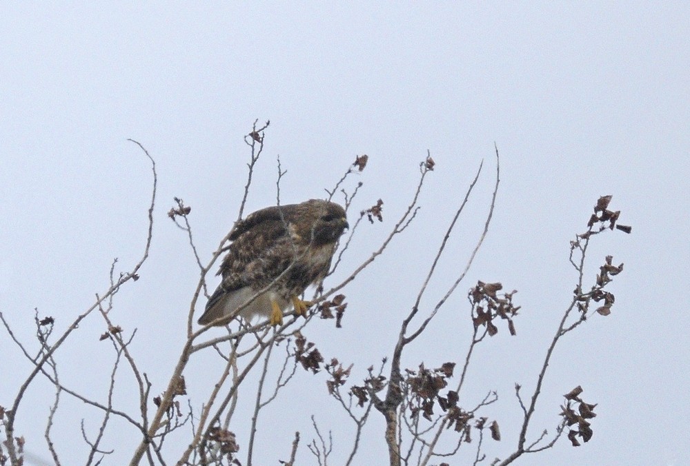 Red-tailed Hawk (abieticola) - ML154961841
