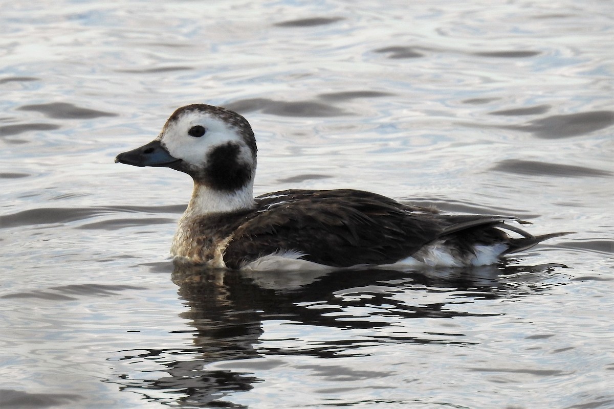 Long-tailed Duck - ML154965711