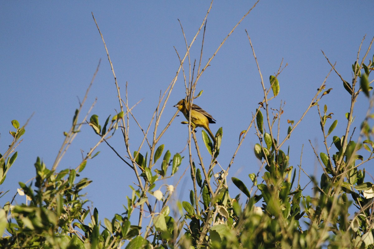 Orchard Oriole - ML154969031