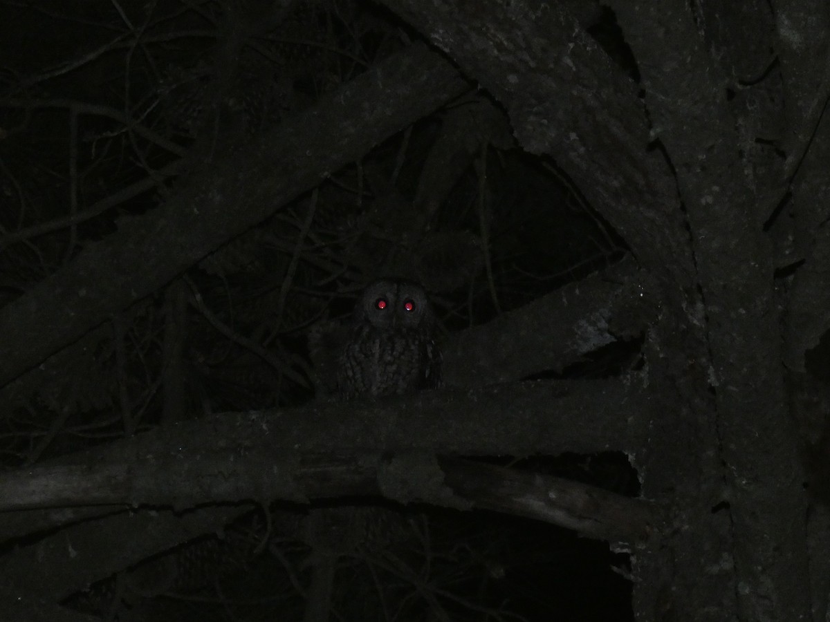 Tawny Owl - ML154971011