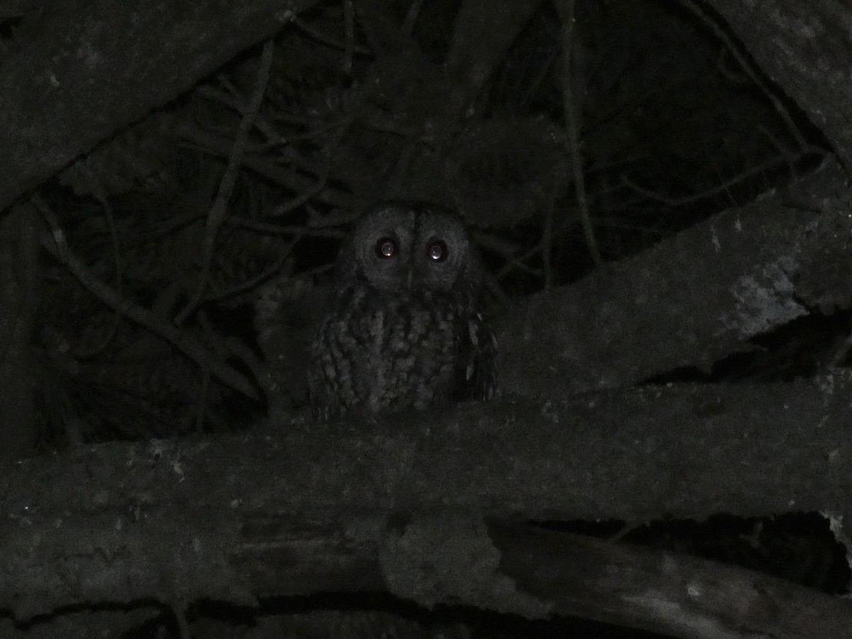 Tawny Owl - ML154972271