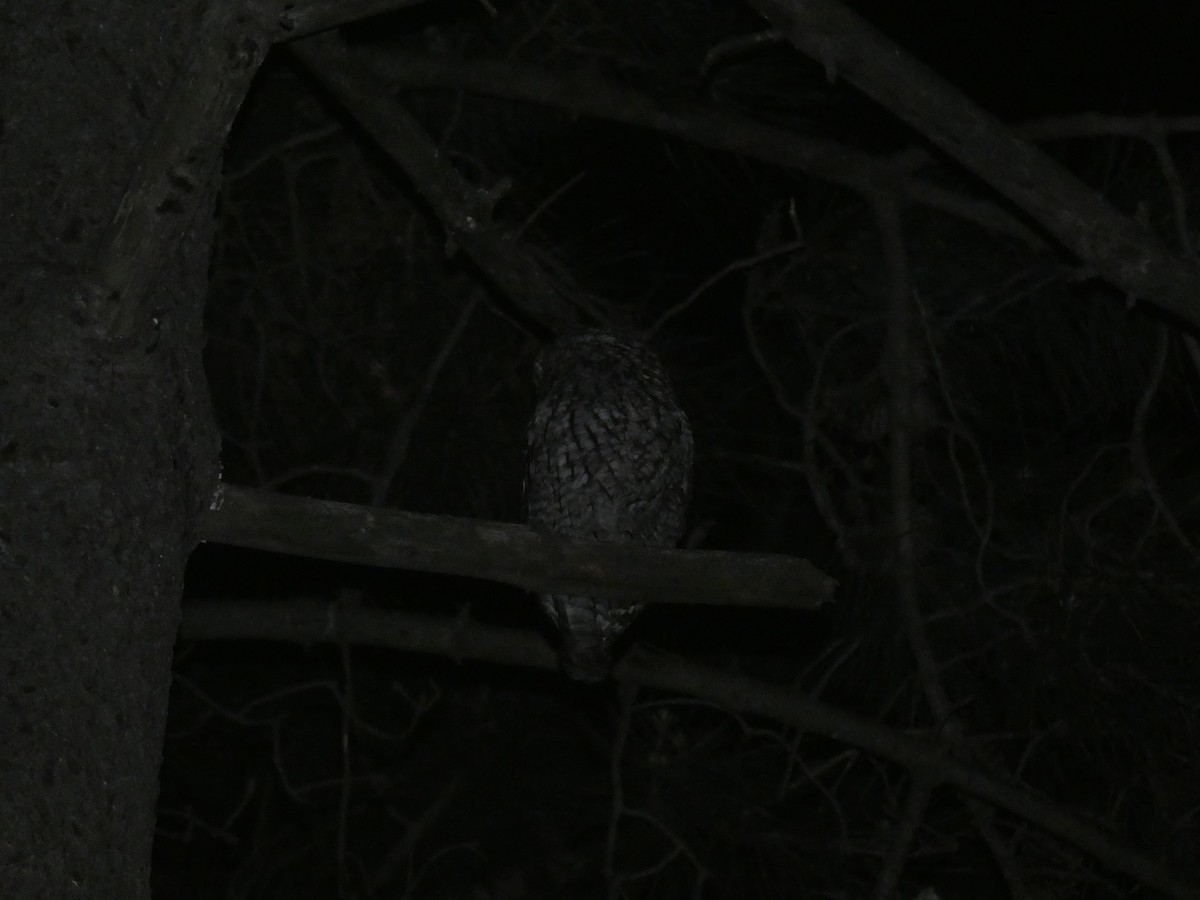 Tawny Owl - ML154972861