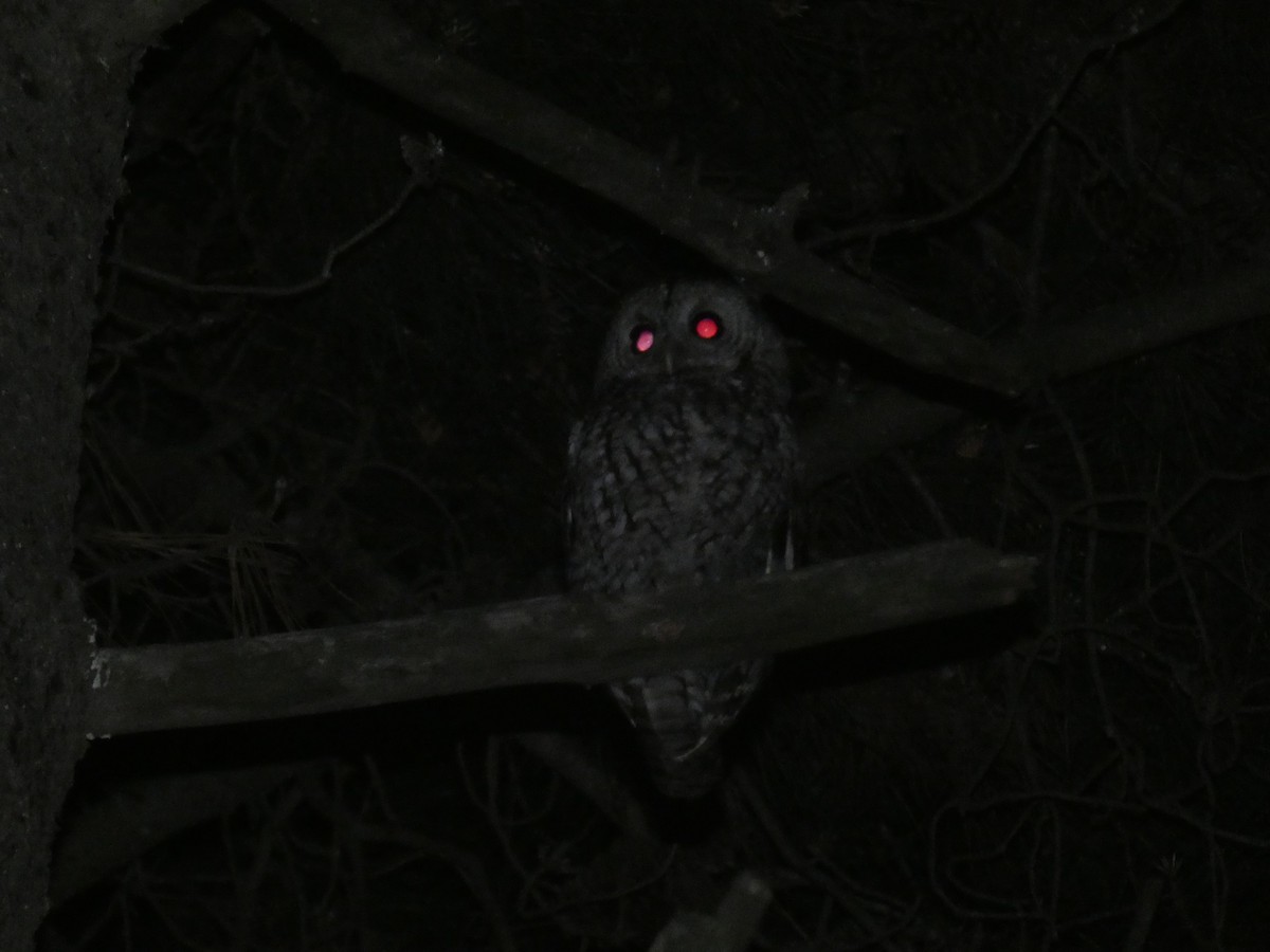 Tawny Owl - ML154972911