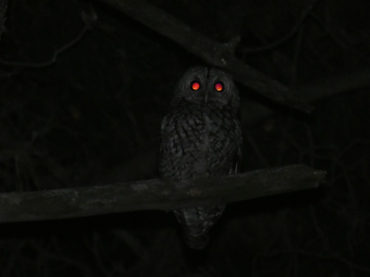 Tawny Owl - ML154972951