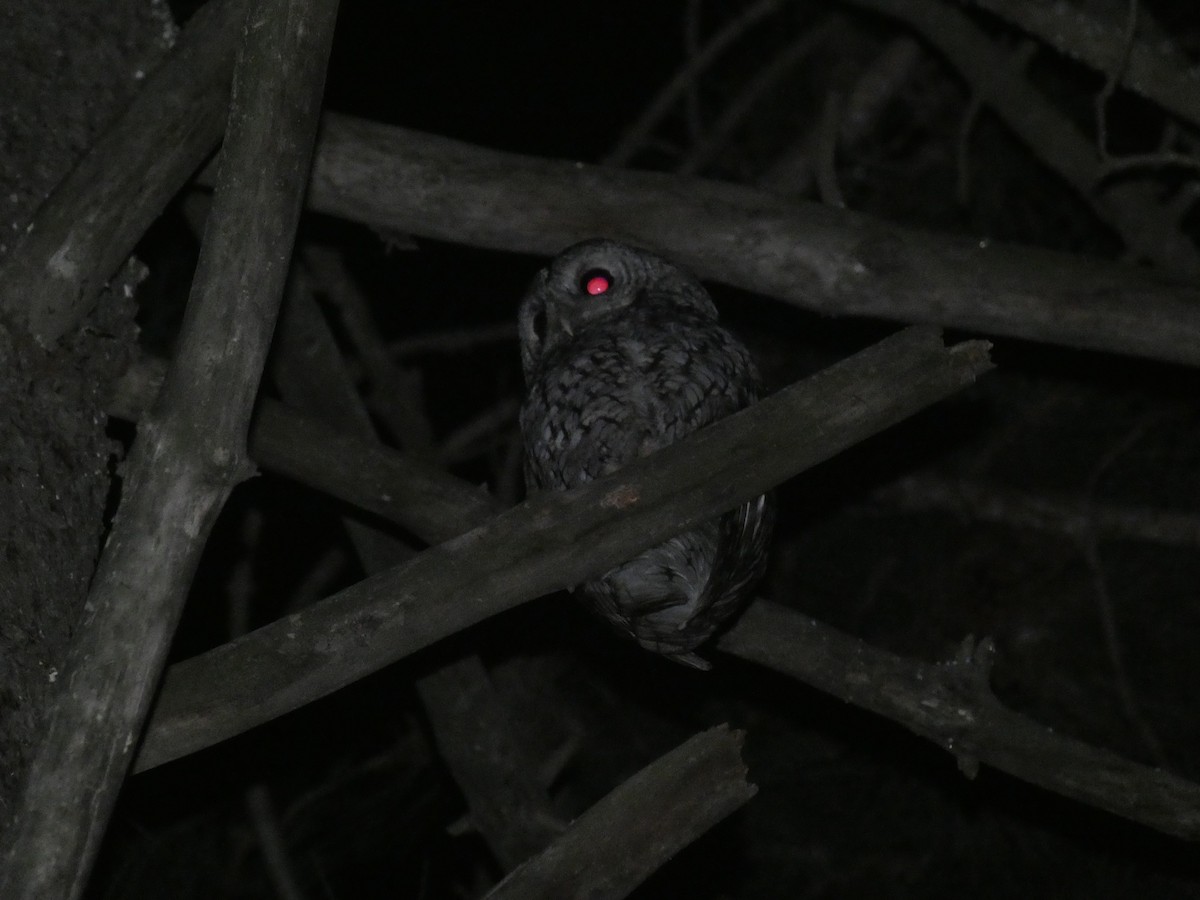 Tawny Owl - ML154972981