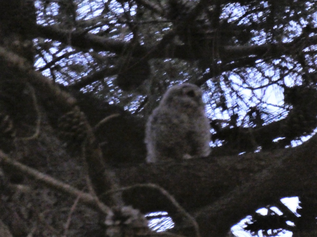 Tawny Owl - ML154973441