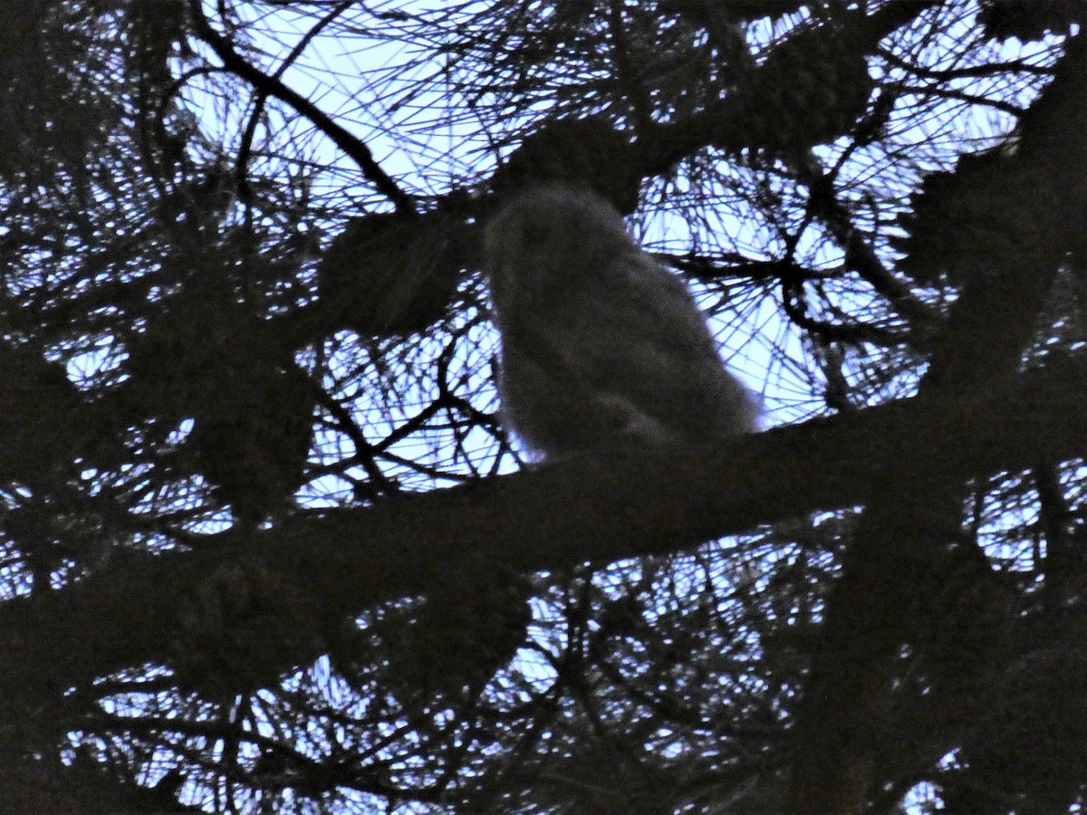 Tawny Owl - ML154973461