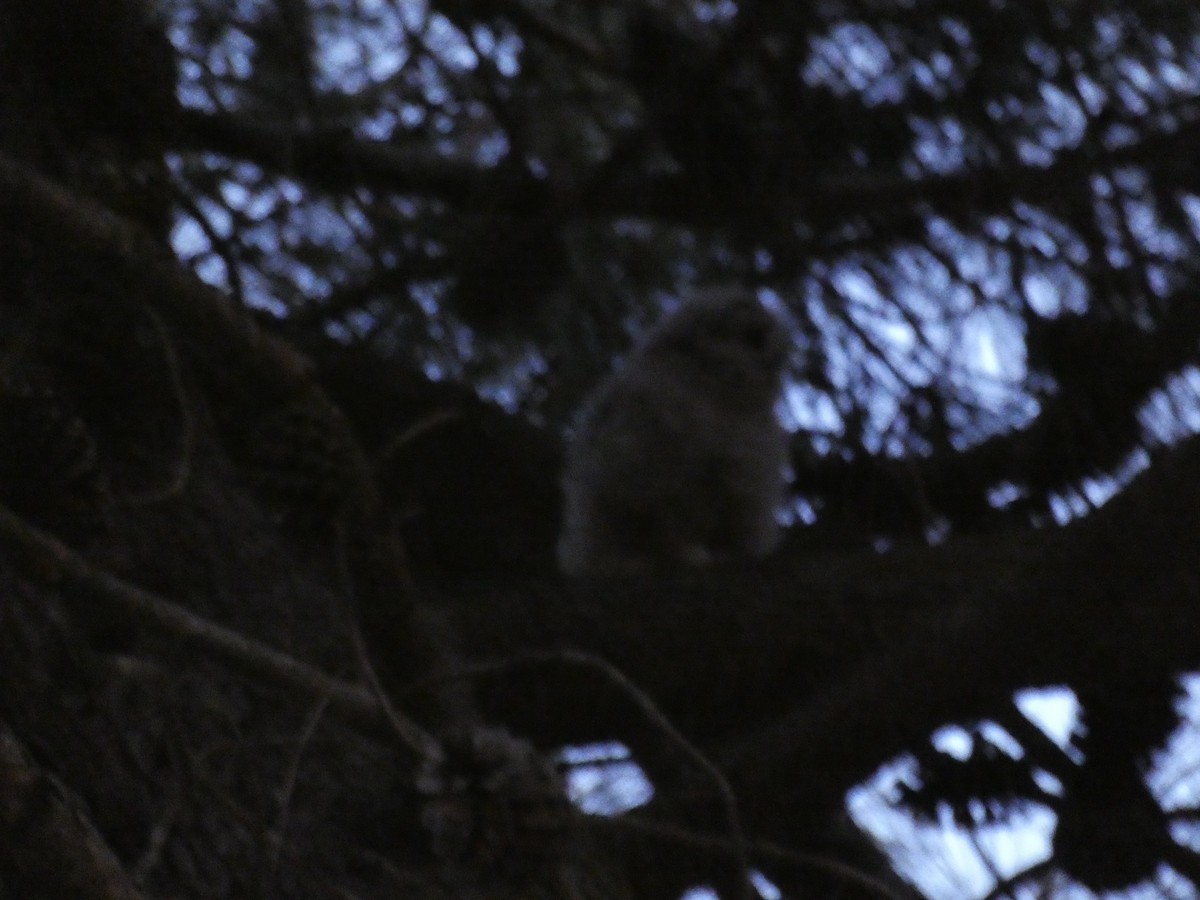 Tawny Owl - ML154973621