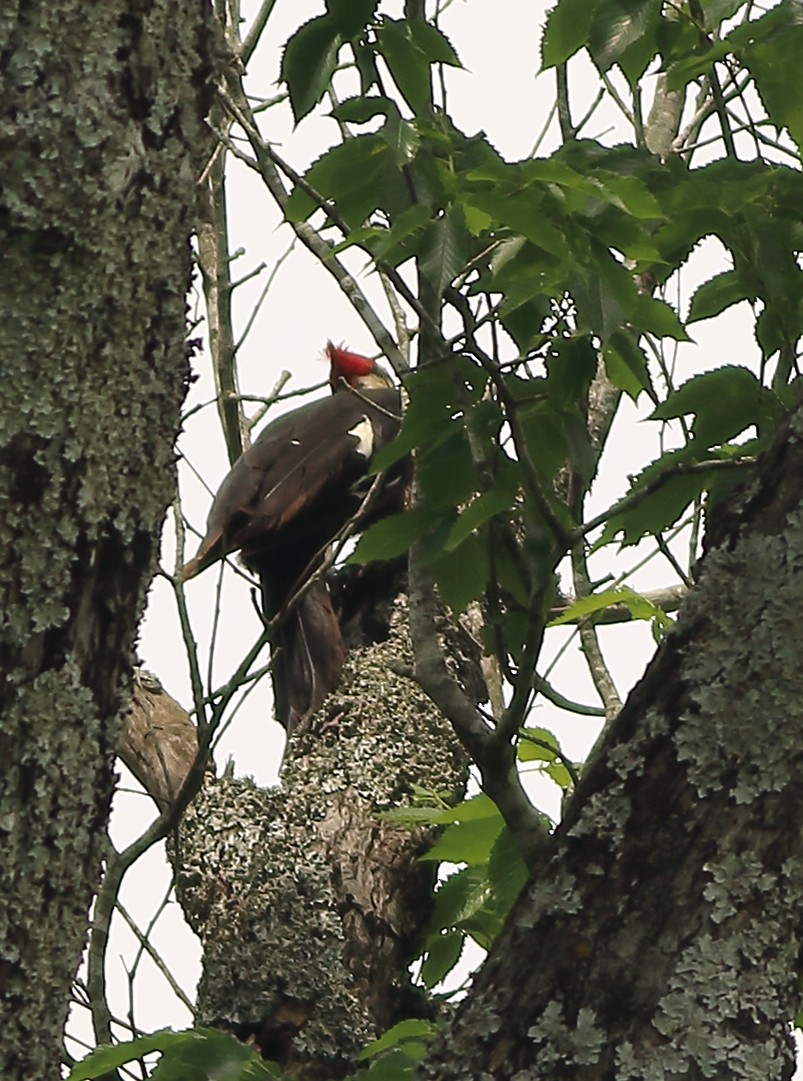 Pileated Woodpecker - ML154975381