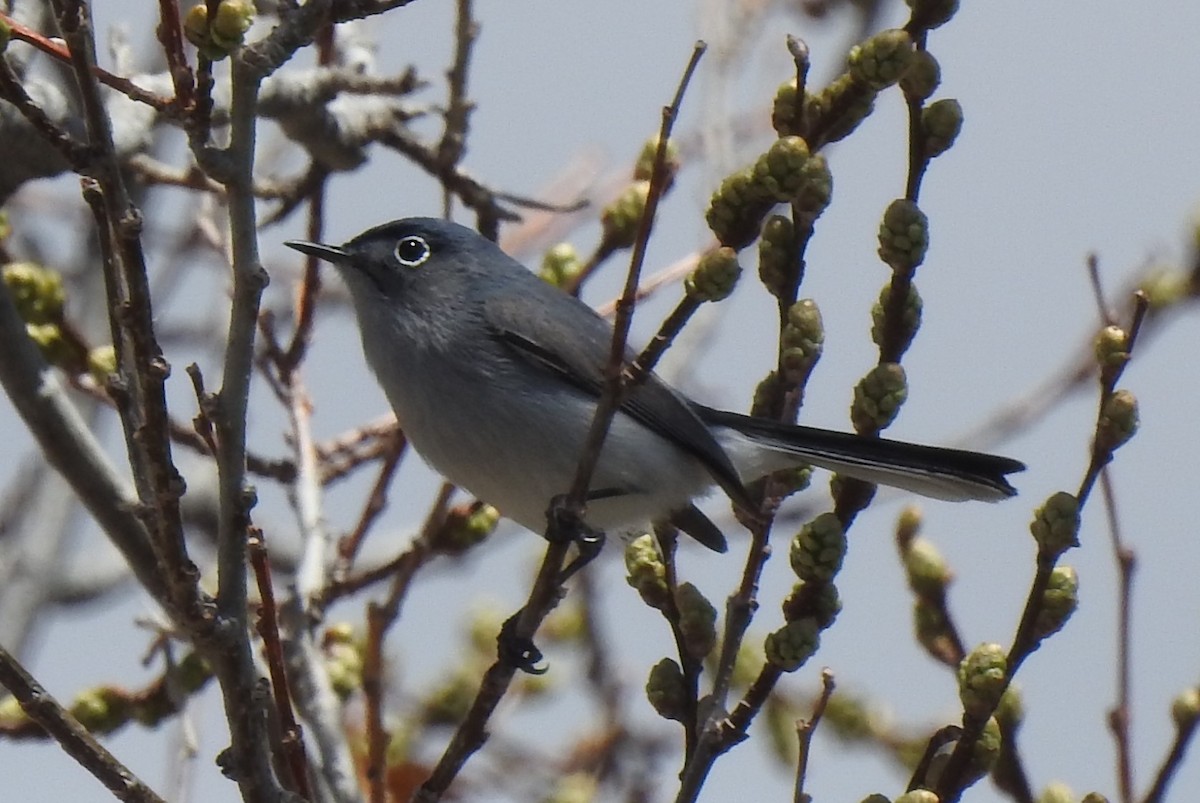 Blue-gray Gnatcatcher (obscura Group) - ML154977411