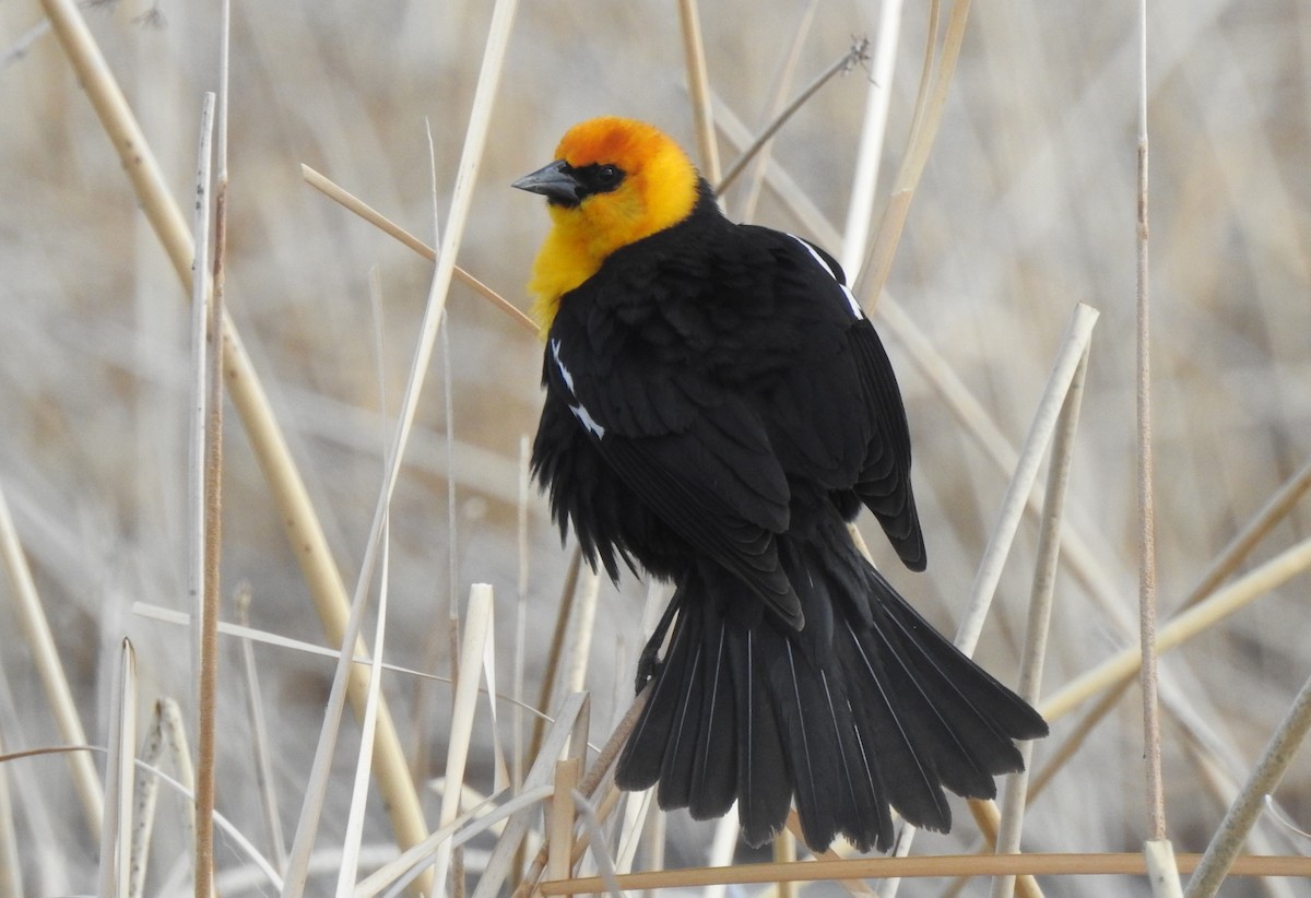 Yellow-headed Blackbird - ML154977841