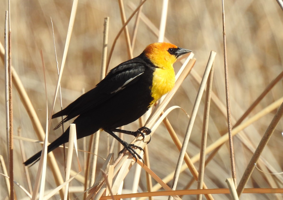 Yellow-headed Blackbird - ML154977851