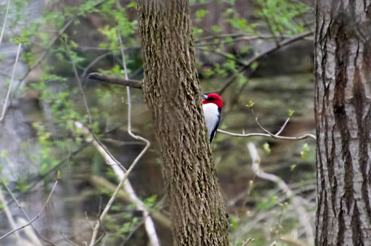 Red-headed Woodpecker - ML154978151