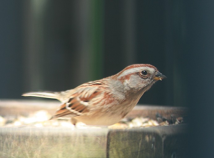 American Tree Sparrow - ML154981121