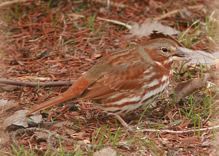 Fox Sparrow - ML154981201