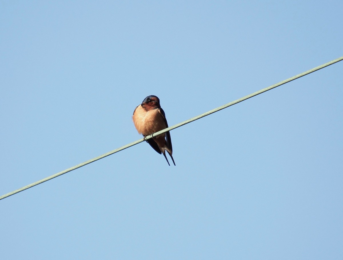 Barn Swallow - ML154981301