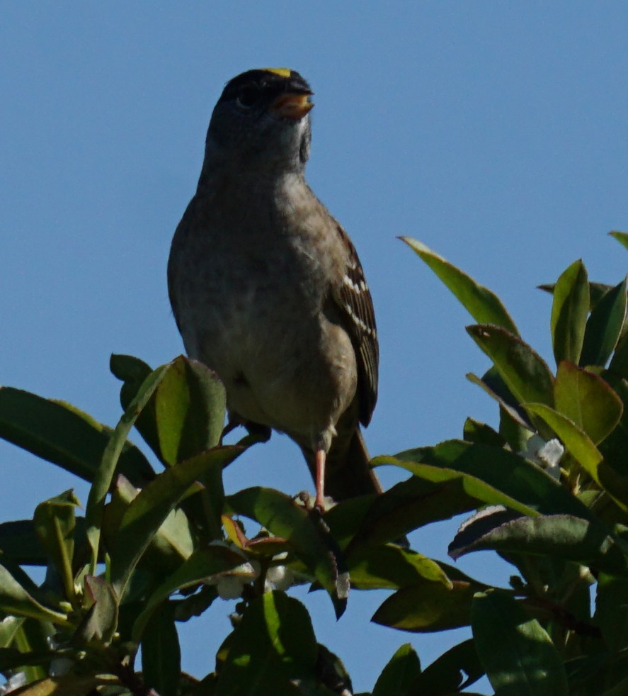 Golden-crowned Sparrow - ML154981481