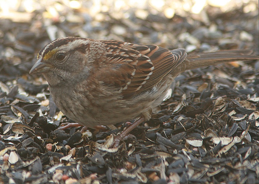 White-throated Sparrow - ML154981581