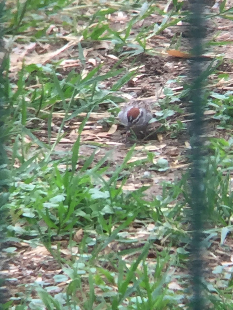 Chipping Sparrow - ML154982591