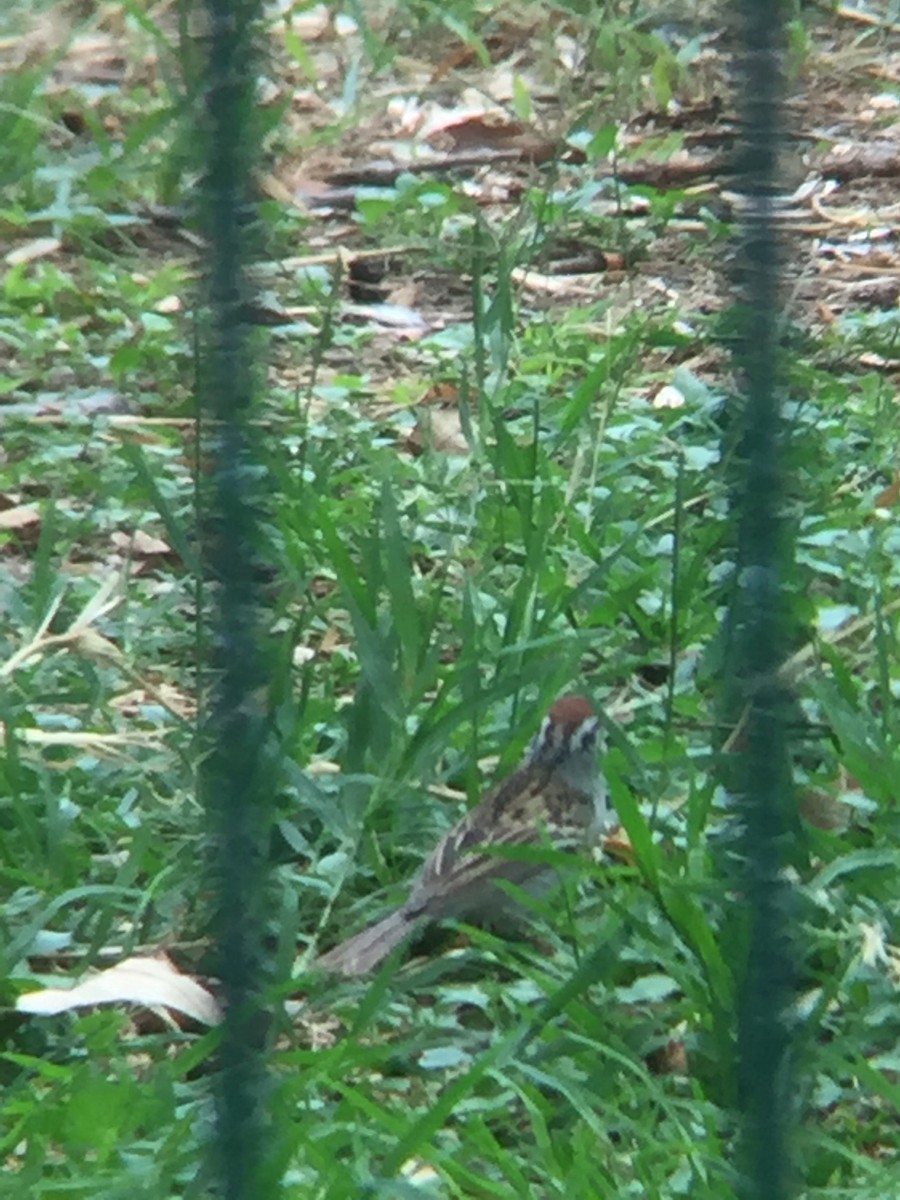 Chipping Sparrow - ML154982651
