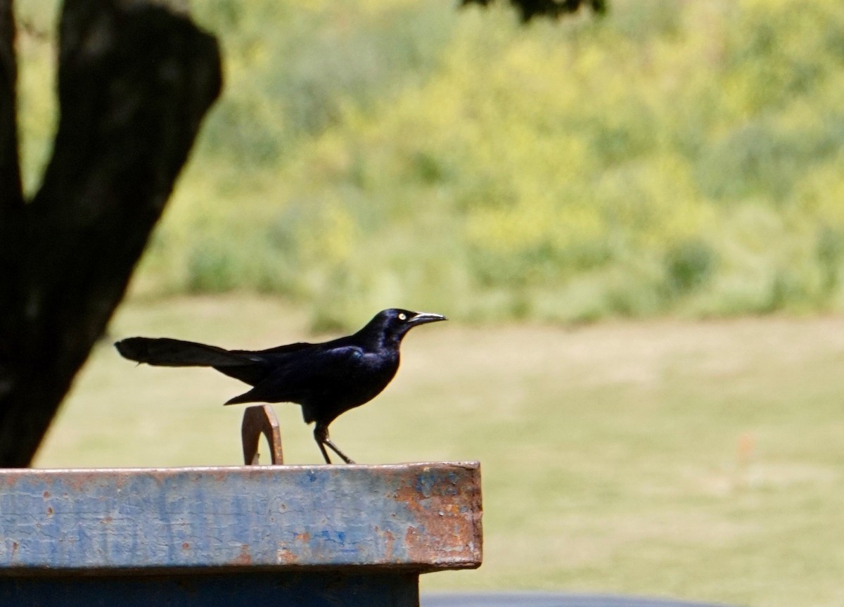 Great-tailed Grackle - David Tomb