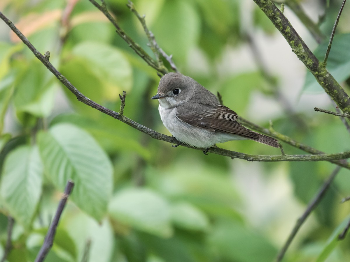 Asian Brown Flycatcher - Nick Athanas