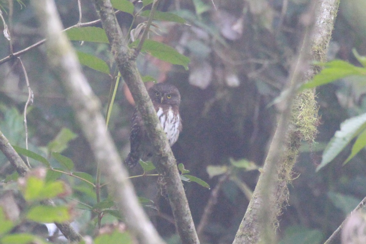 Andean Pygmy-Owl - ML154987011
