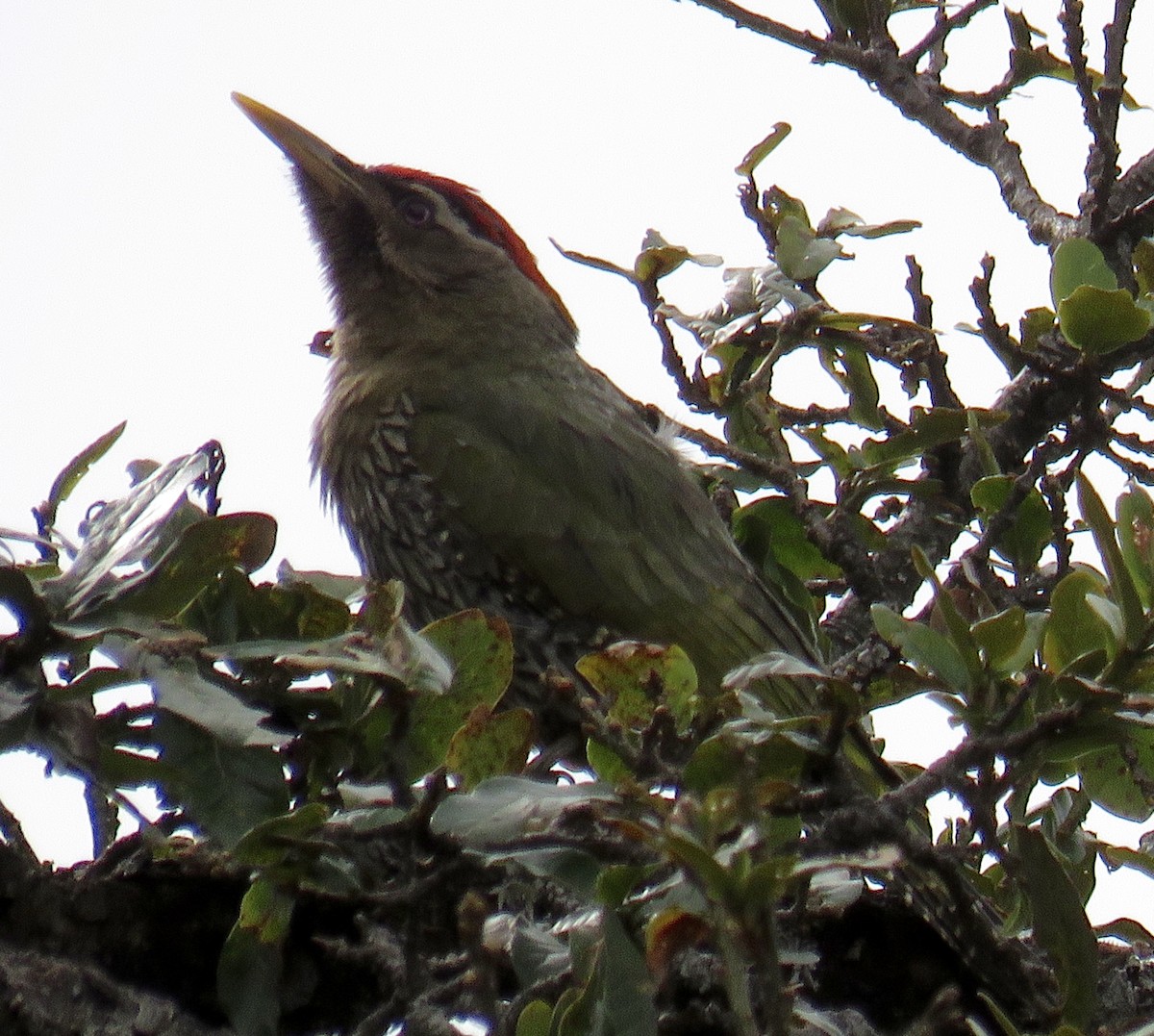 Scaly-bellied Woodpecker - Howard Laidlaw