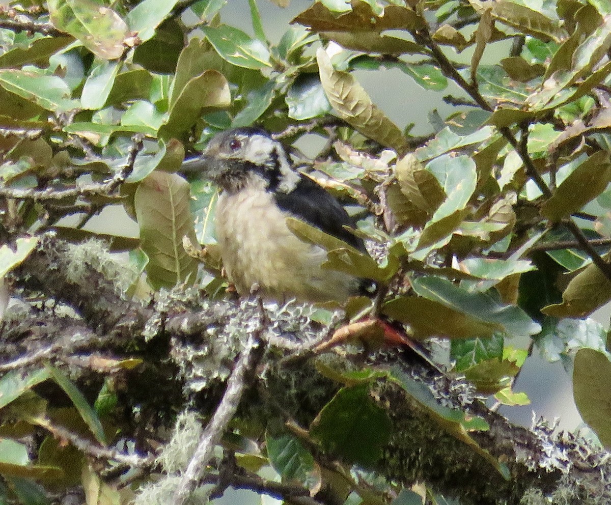 Himalayan Woodpecker - ML154988221