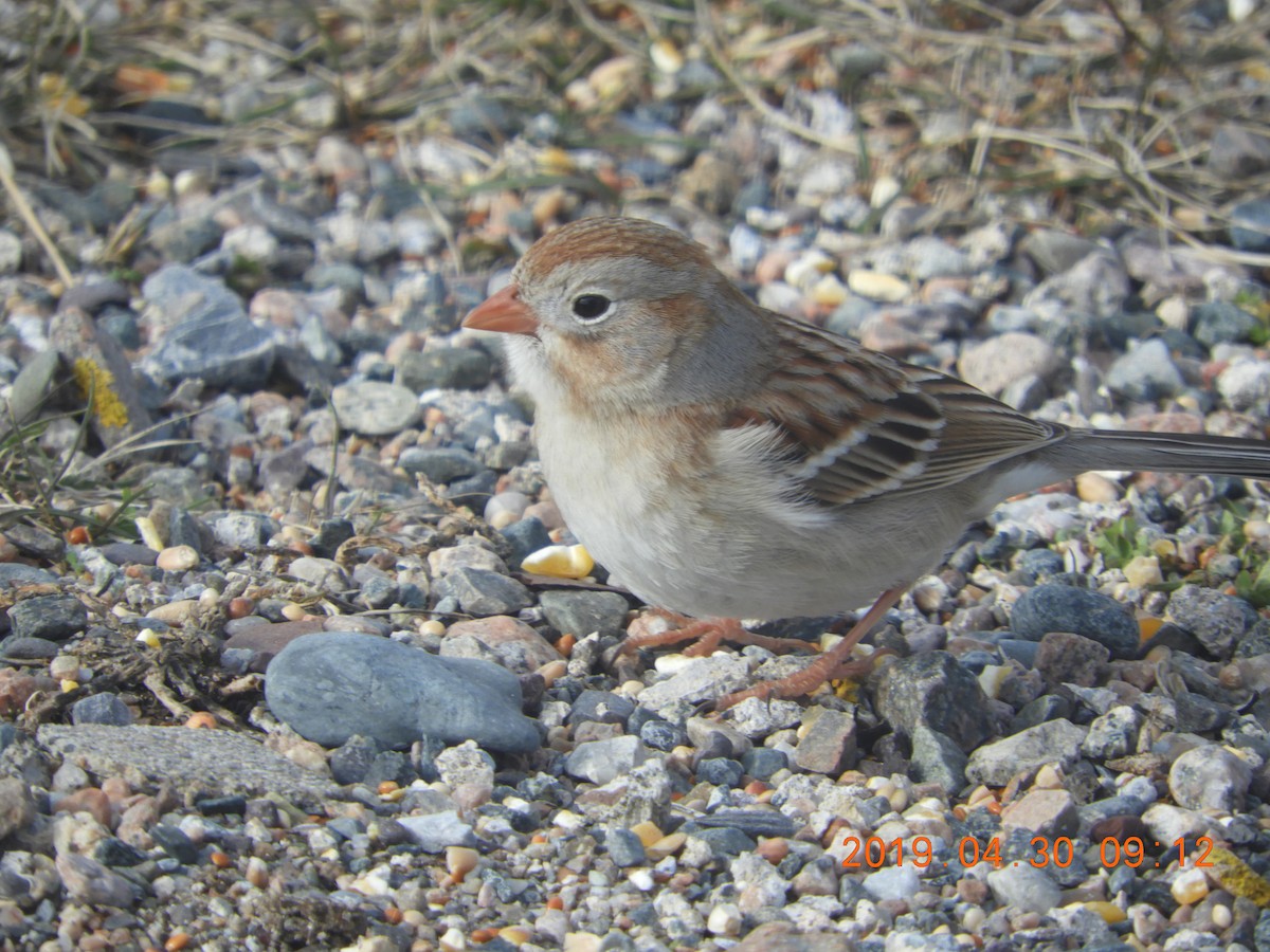 Field Sparrow - ML154988461