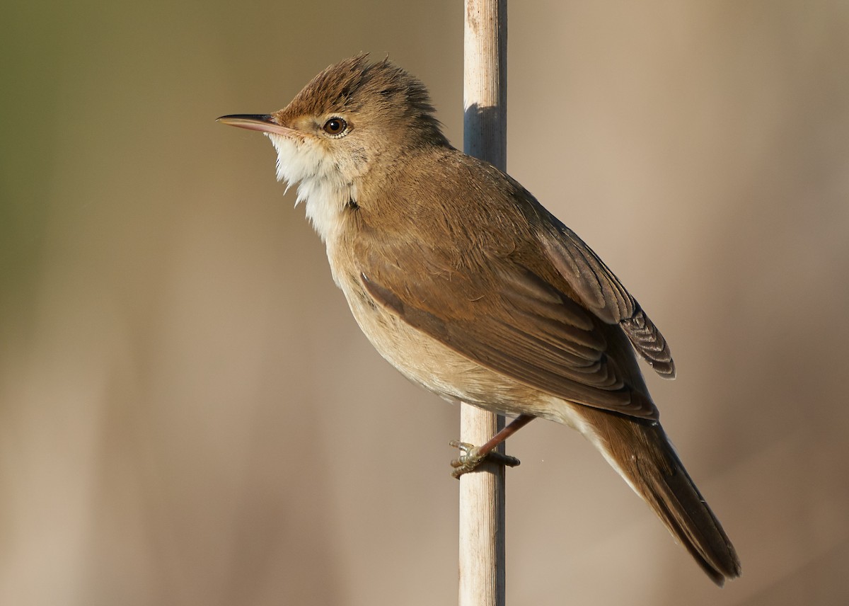 Common Reed Warbler - Miguel Rouco