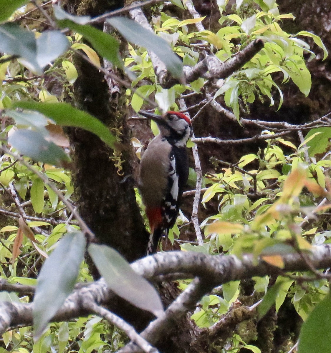 Himalayan Woodpecker - ML154989421