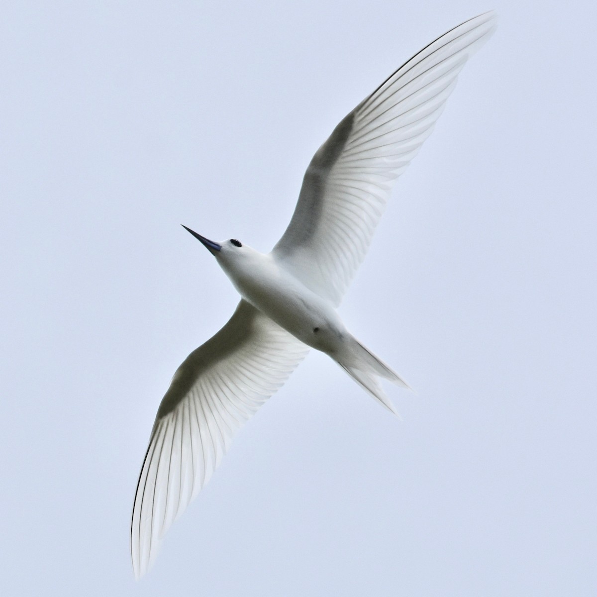 White Tern - Rosemary joganic