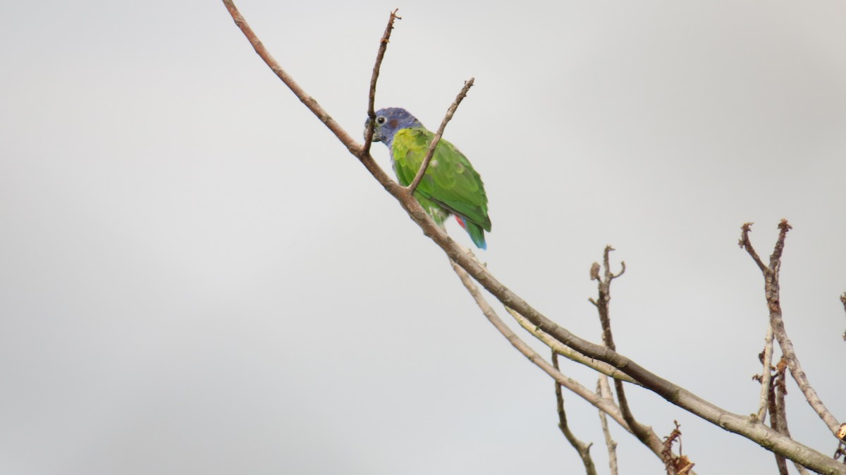 Blue-headed Parrot - ML155004311