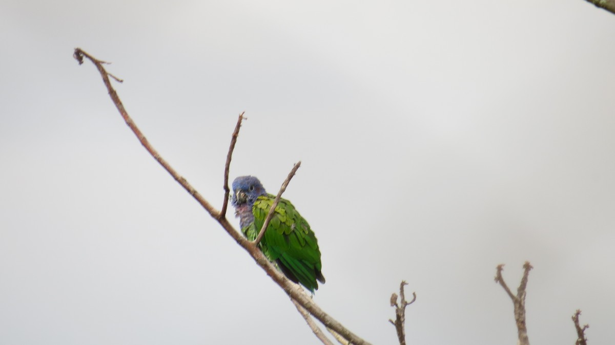 Blue-headed Parrot - ML155004391