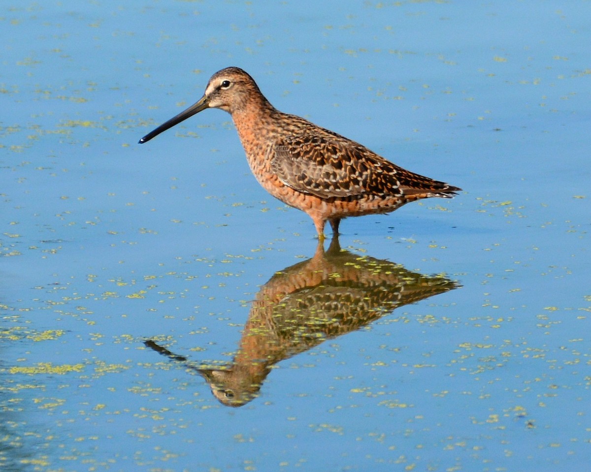 Long-billed Dowitcher - ML155007431