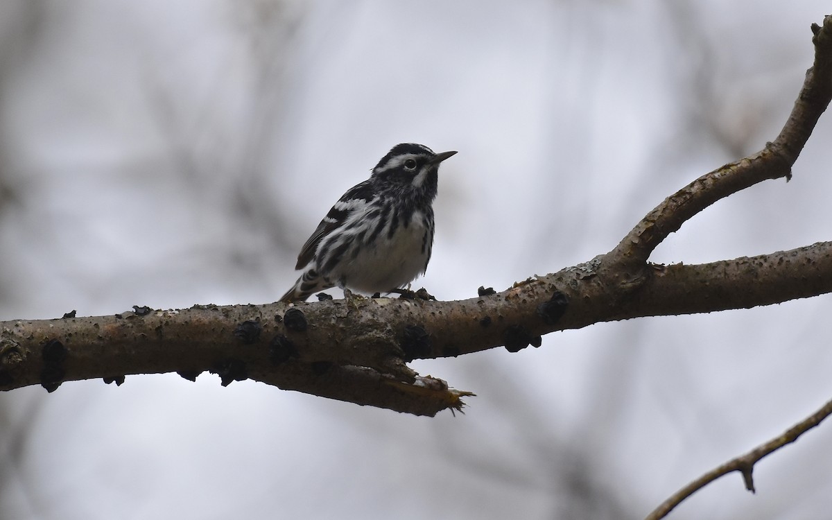 Black-and-white Warbler - Mike Mosser