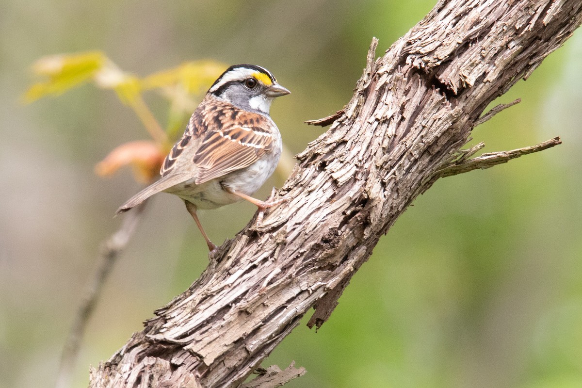 White-throated Sparrow - ML155011021